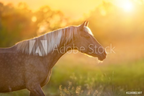 Picture of Beautiful horse with long blond mane portrait at sunset light